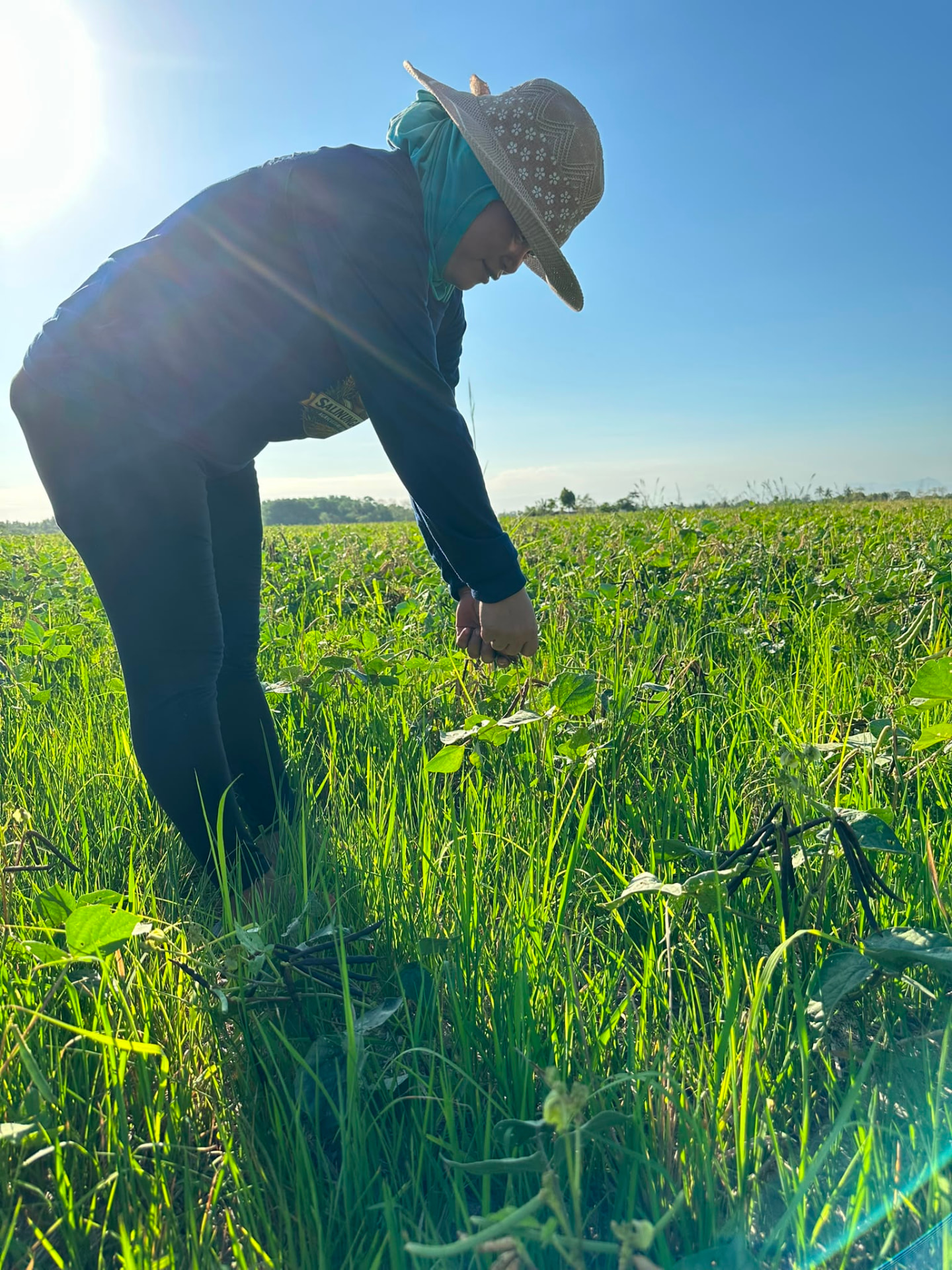 A cooperative member hand-picking mung bean pods in the field