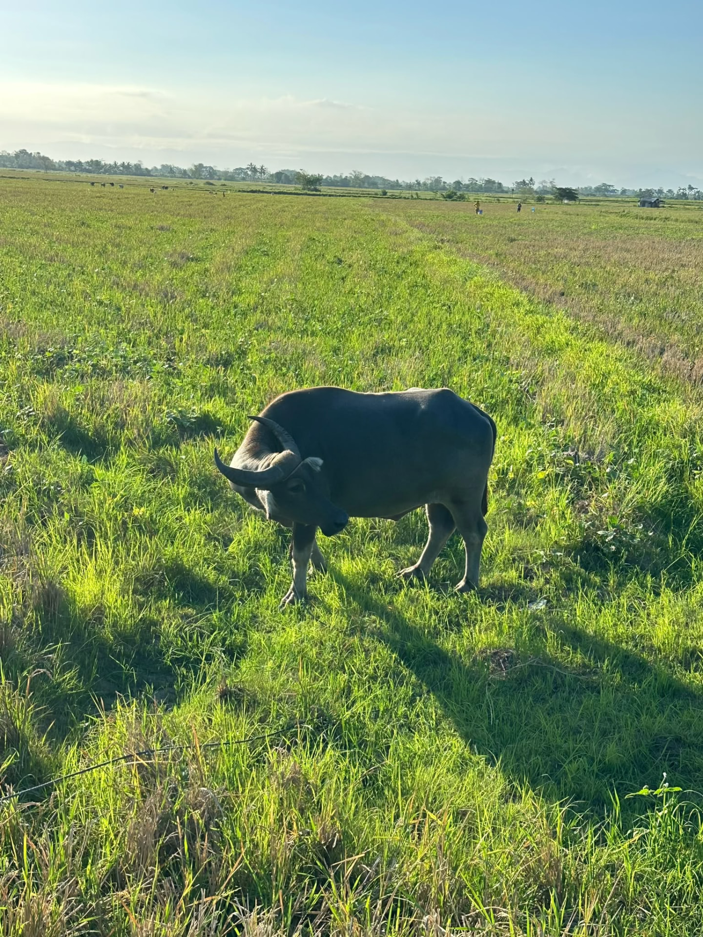 A carabao in the rice fields of our partner cooperative in the Philippines