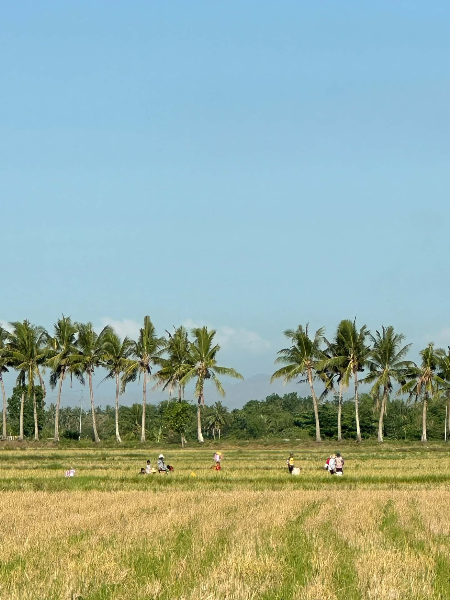 Cooperative farmers harvesting golden rice fields lined with coconut palms